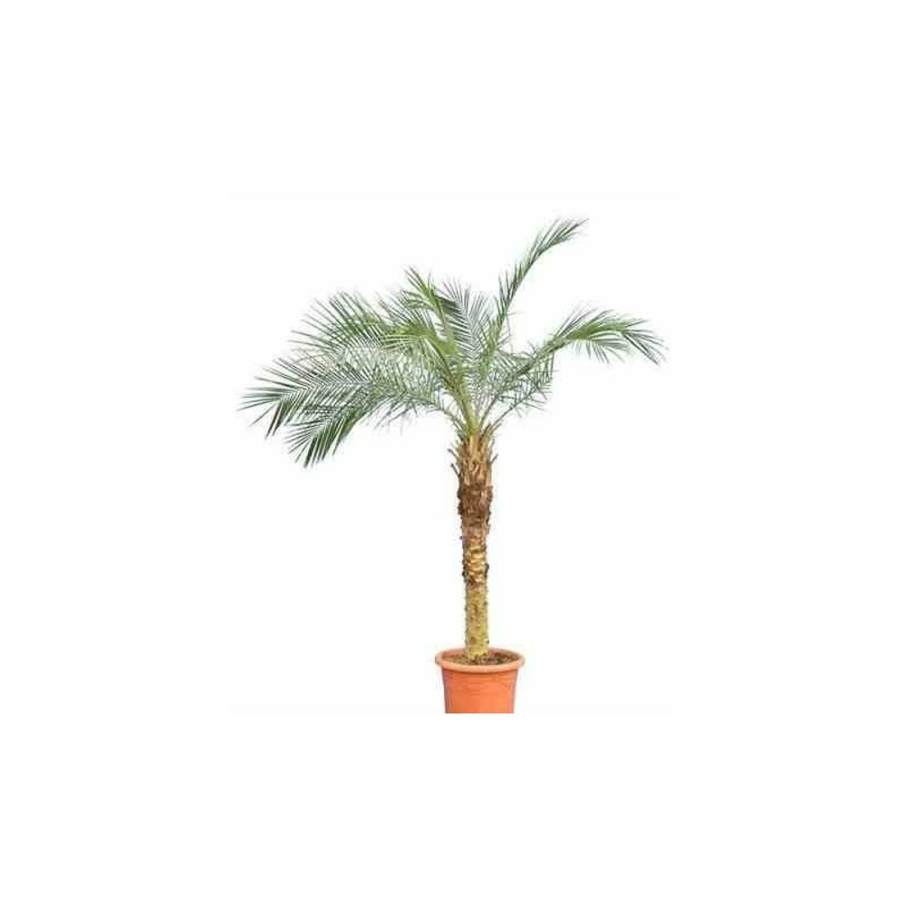 Phoenix roebelenii (dattier du laos, palmier dattier nain) specimen taille 40 litres - tronc 60/80cm - total 140/180 cm