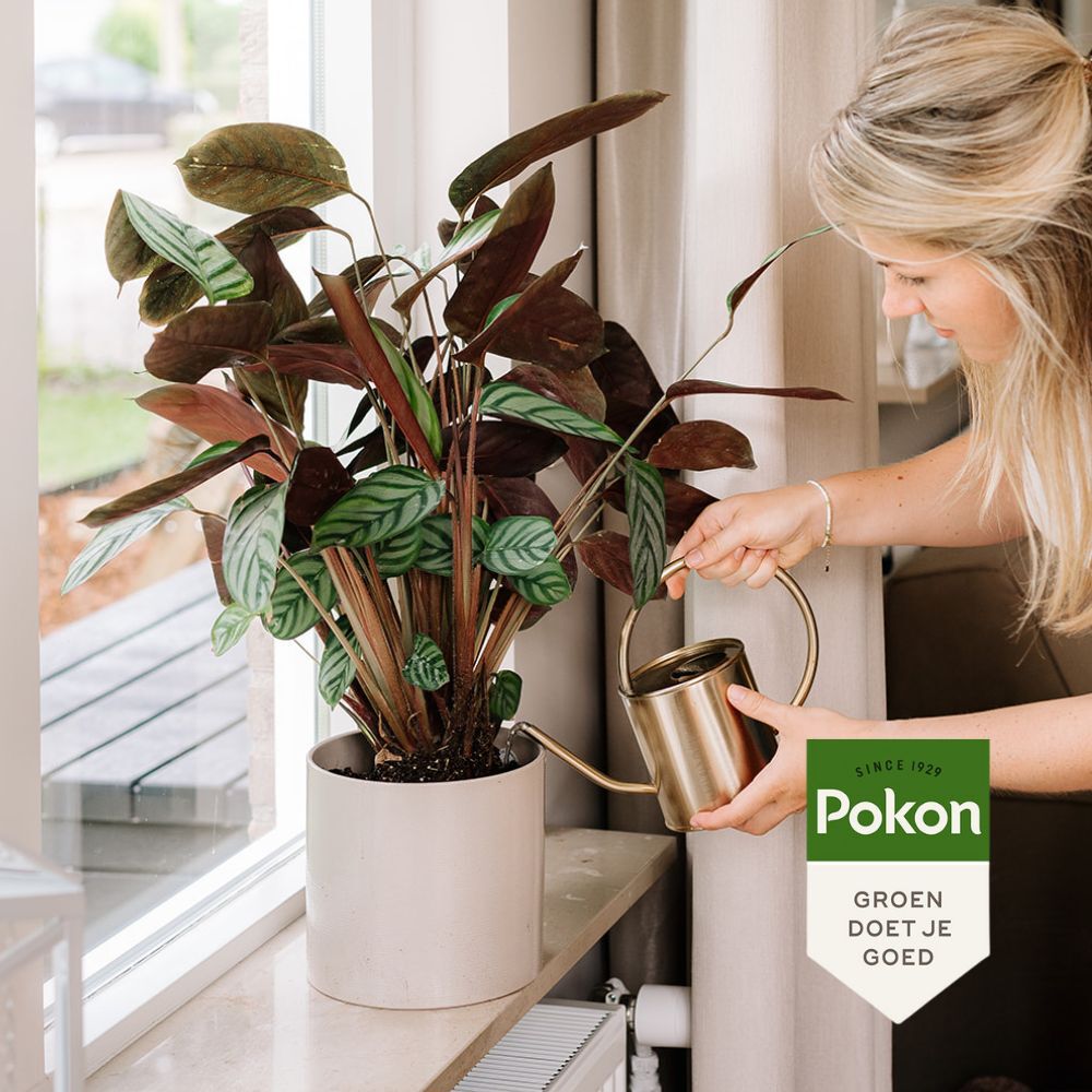 Pokon Kamerplanten Voeding 500ml