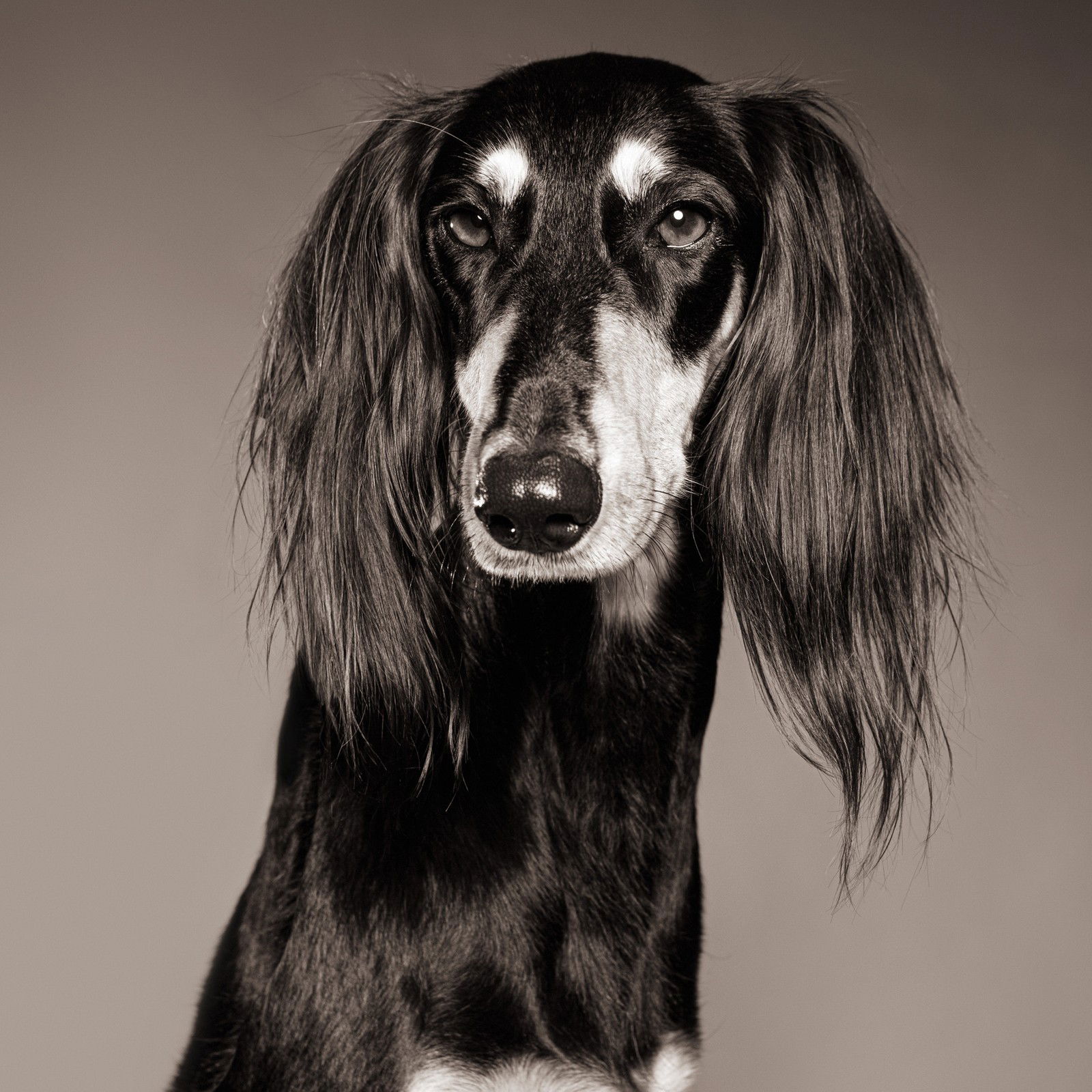 HANEY by Catherine Ledner - Limited Edition. Edition of: 150. Signed.