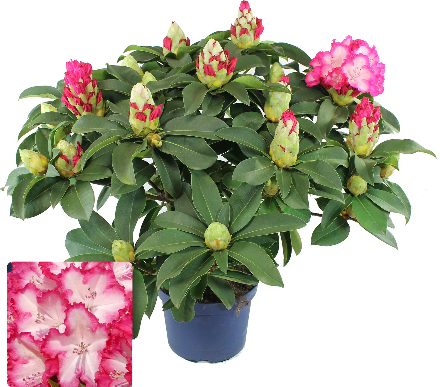 Rhododendron XXL (Rhododendron) D 19 H 45 cm