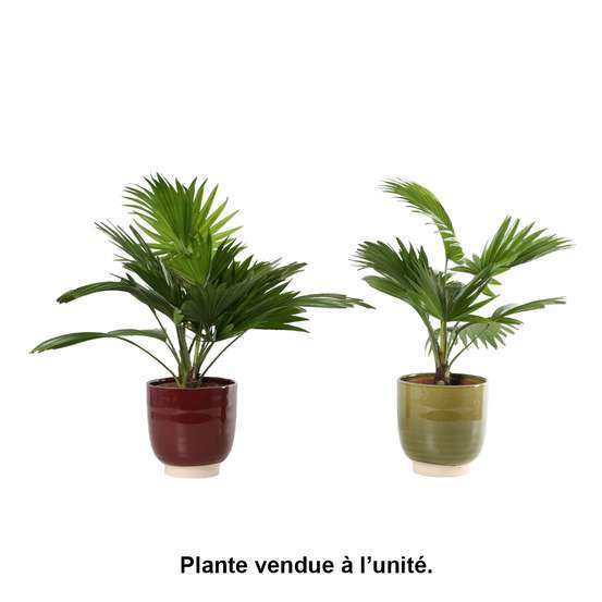 Livistona rotundifolia, cache-pot céramique Ø14 cm