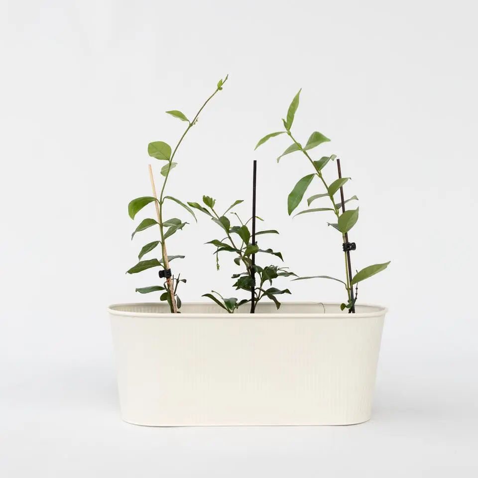 Toscaanse jasmijn - Set van 6 - Trachelospermum jasm. - Hoogte 25-40cm - ⌀9cm