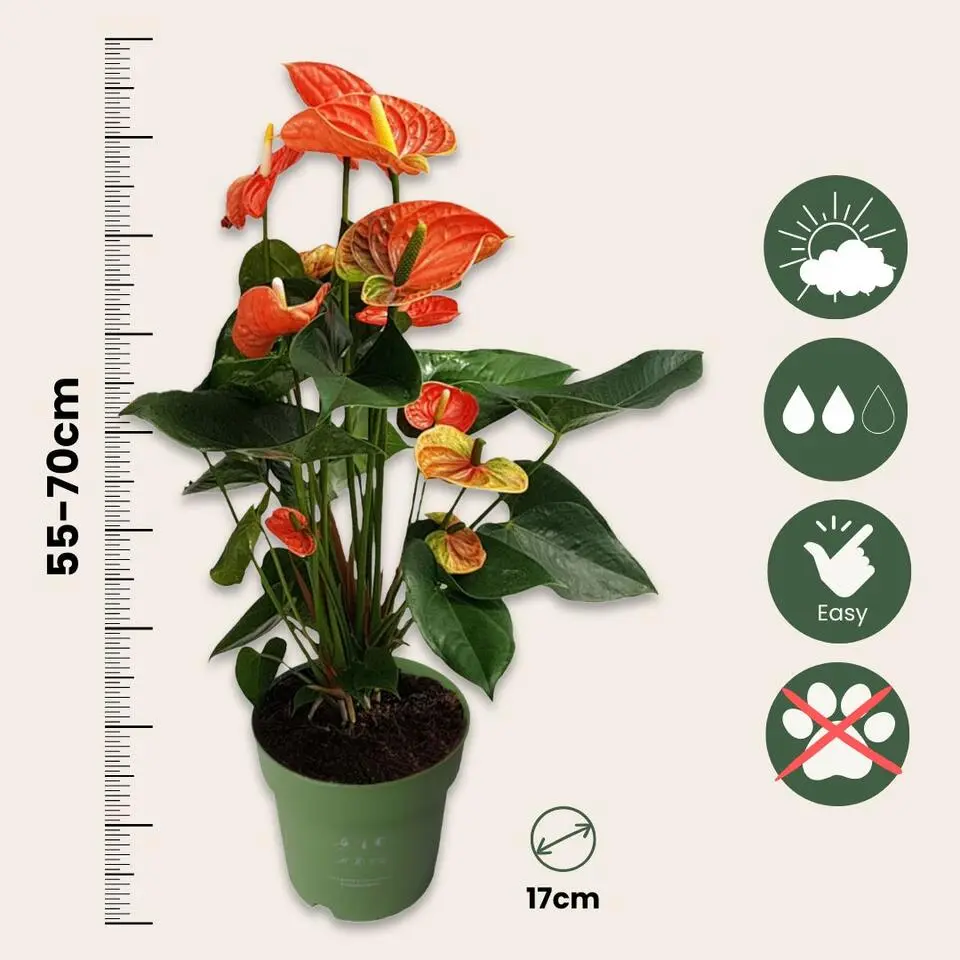 Flamingoplant - Anthurium 'Madural Orange' - Hoogte 55-70cm - ø17cm