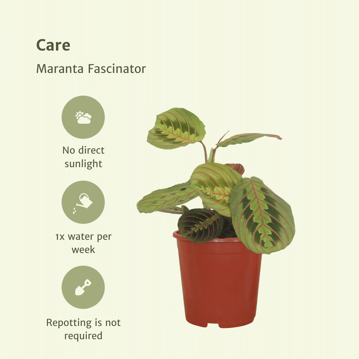 Plante d'intérieur - maranta fascinator - lot de 2 20cm
