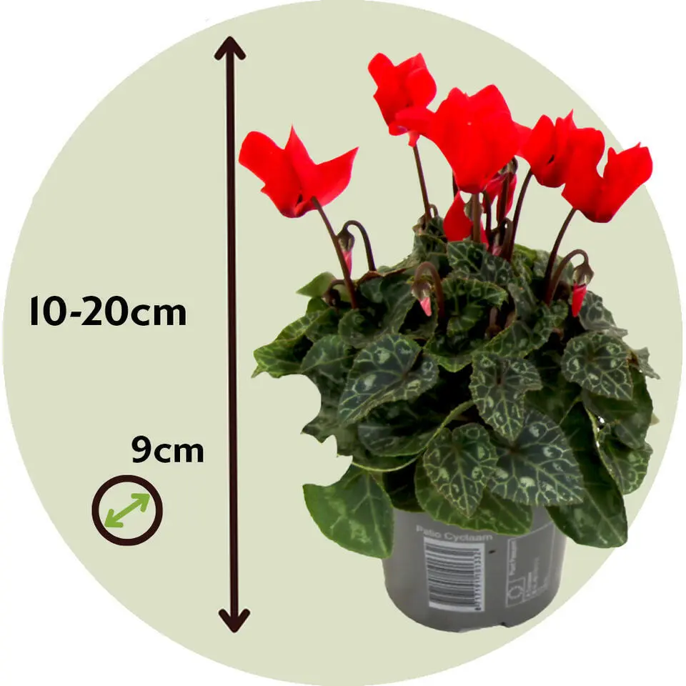Perzisch cyclaam - Set van 6 - Cyclamen persicum - Hoogte 10-20cm - ⌀9cm