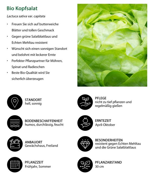 Bio Kopfsalat, lausresistent, 6er Schale