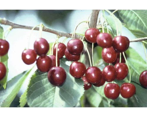 Biologische zoete kers 'Hedelfinger Riesenkirsche' FloraSelf Organic Prunus avium 'Hedelfinger Riesenkirsche' Stamhoogte ca. 40 cm Totale hoogte 60-80 cm Co 7,5 L