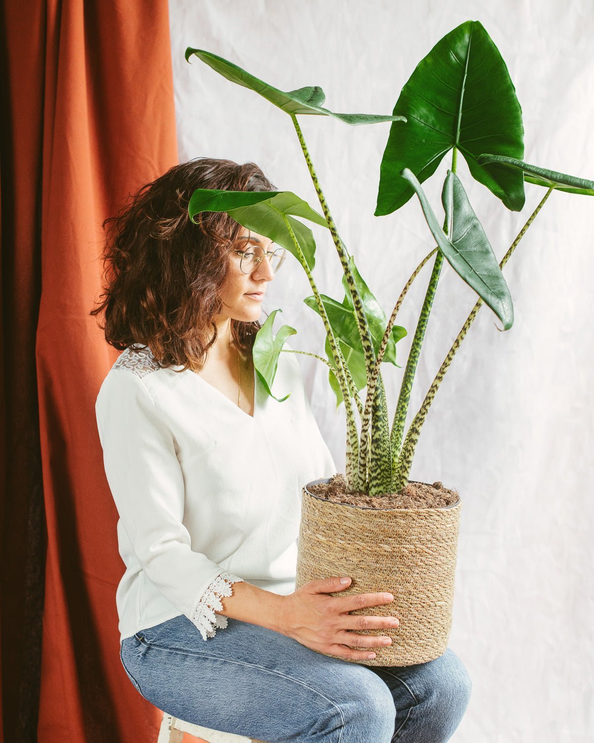 Plante d'intérieur - alocasia zebrina xl 75.0cm