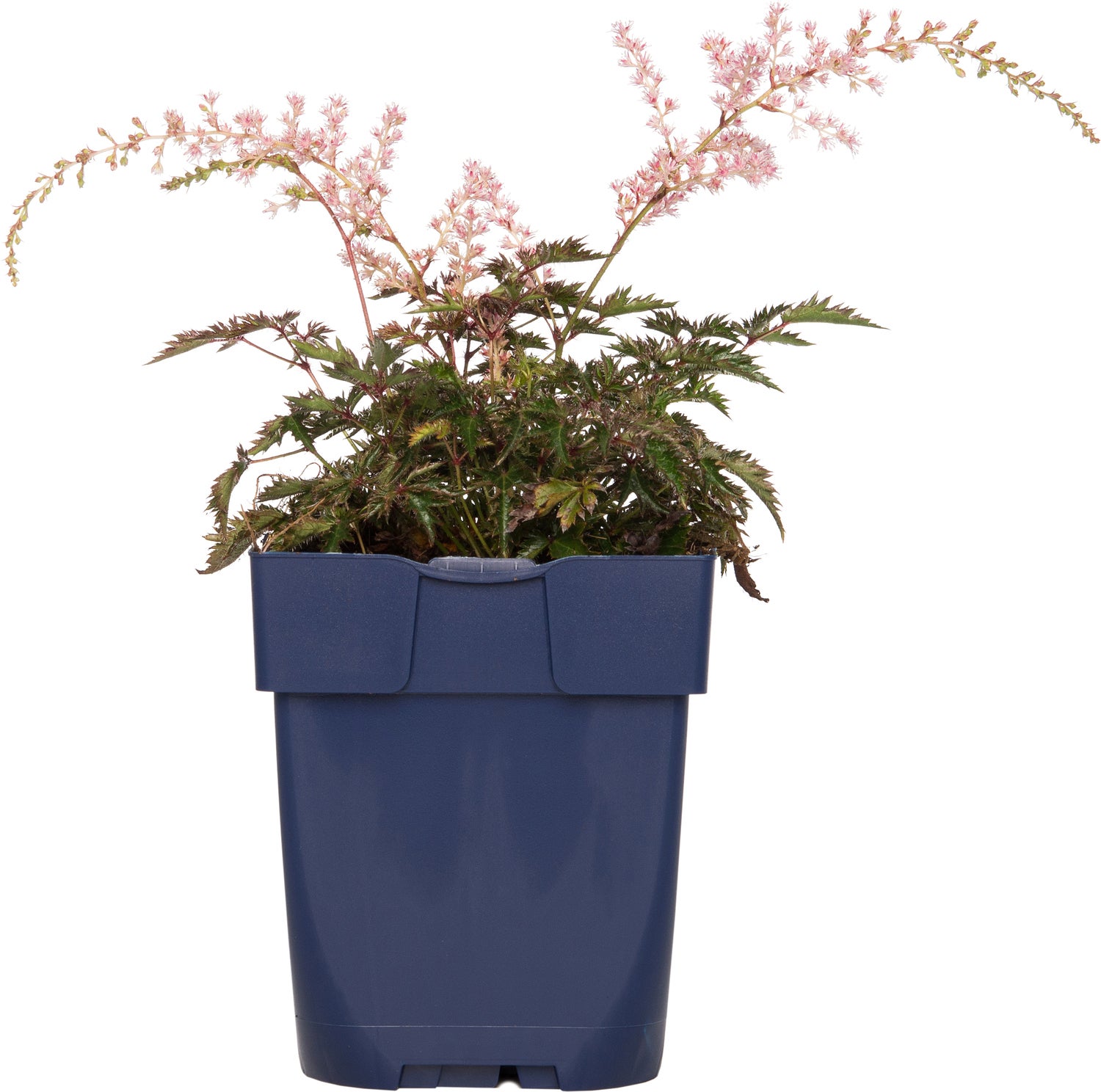 Pluimspirea (Astilbe simplicifolia 'Sprite') D 11 H 10 cm