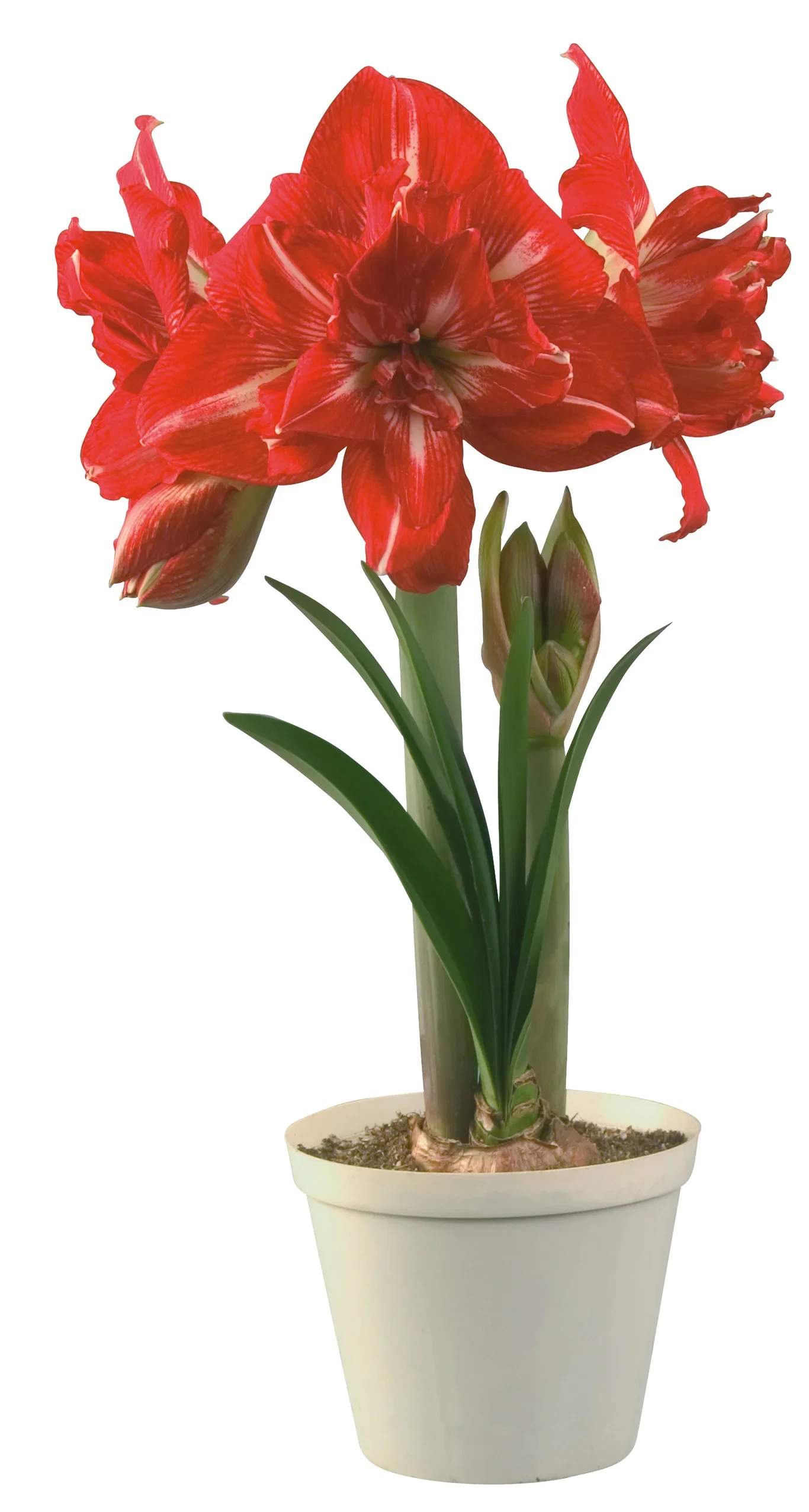 Hippeastrum x hortorum 'Rock ‘n Roll' Amaryllis 'Rock ‘n Roll' Omkrets 32 cm