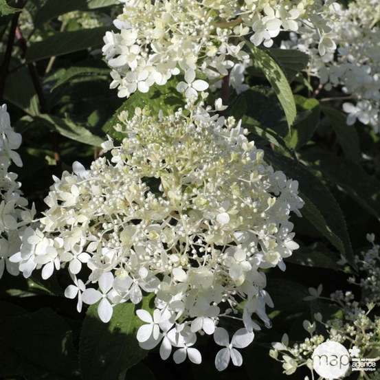 Hydrangea paniculata 'Phantom' : Conteneur de 10 litres