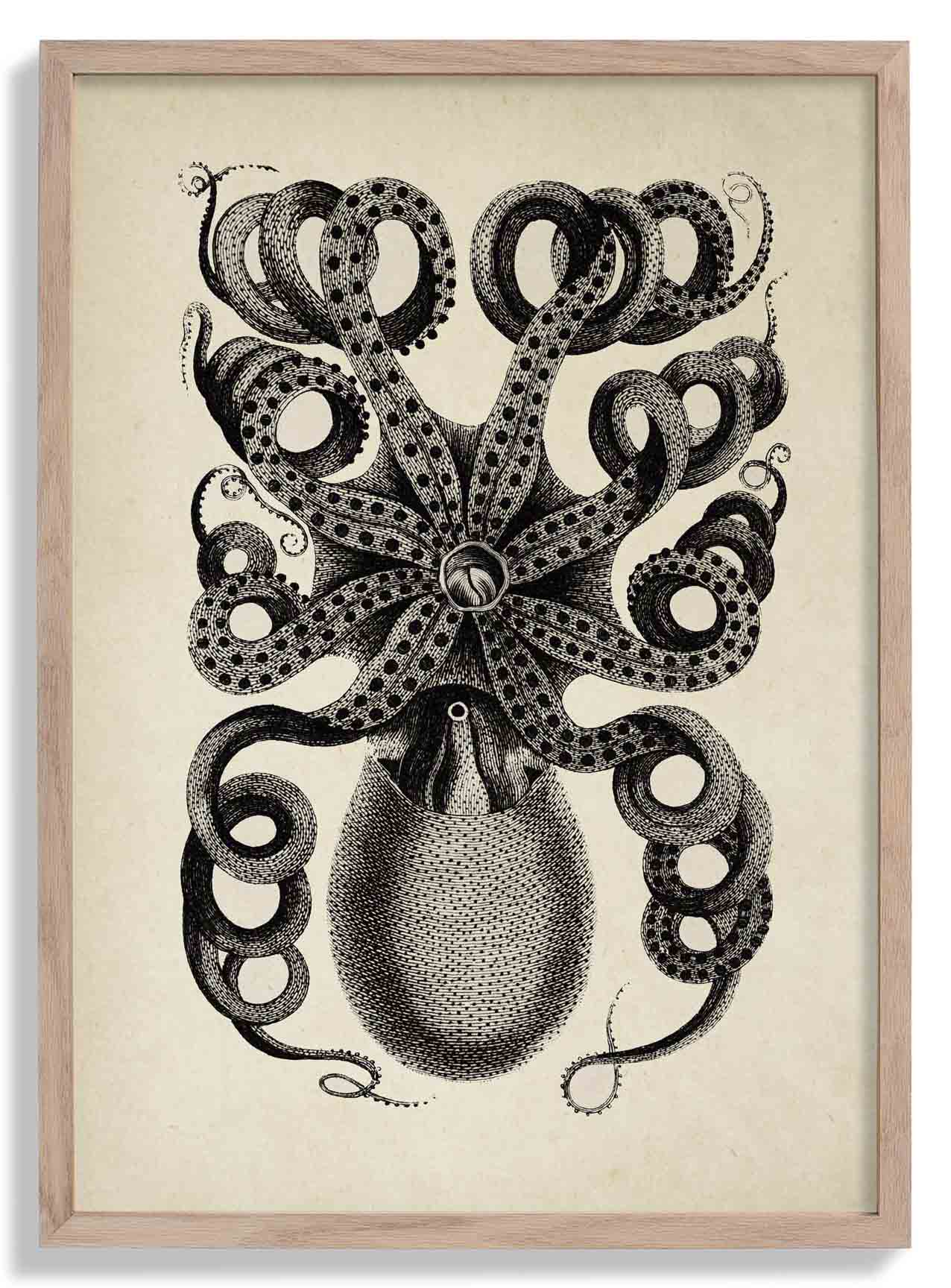 Antiker Oktopus I