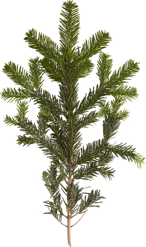 Nordmann gezaagd - Kerstboom - 175 cm