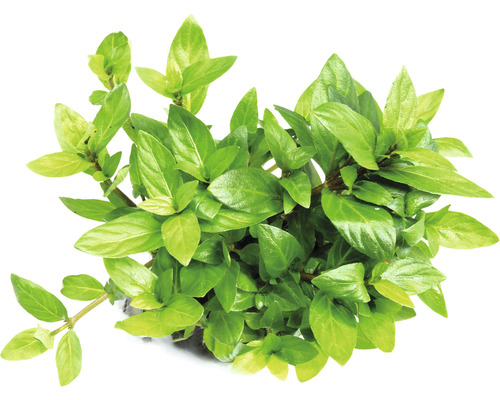 Kruipende Staurogyne - Staurogyne repens