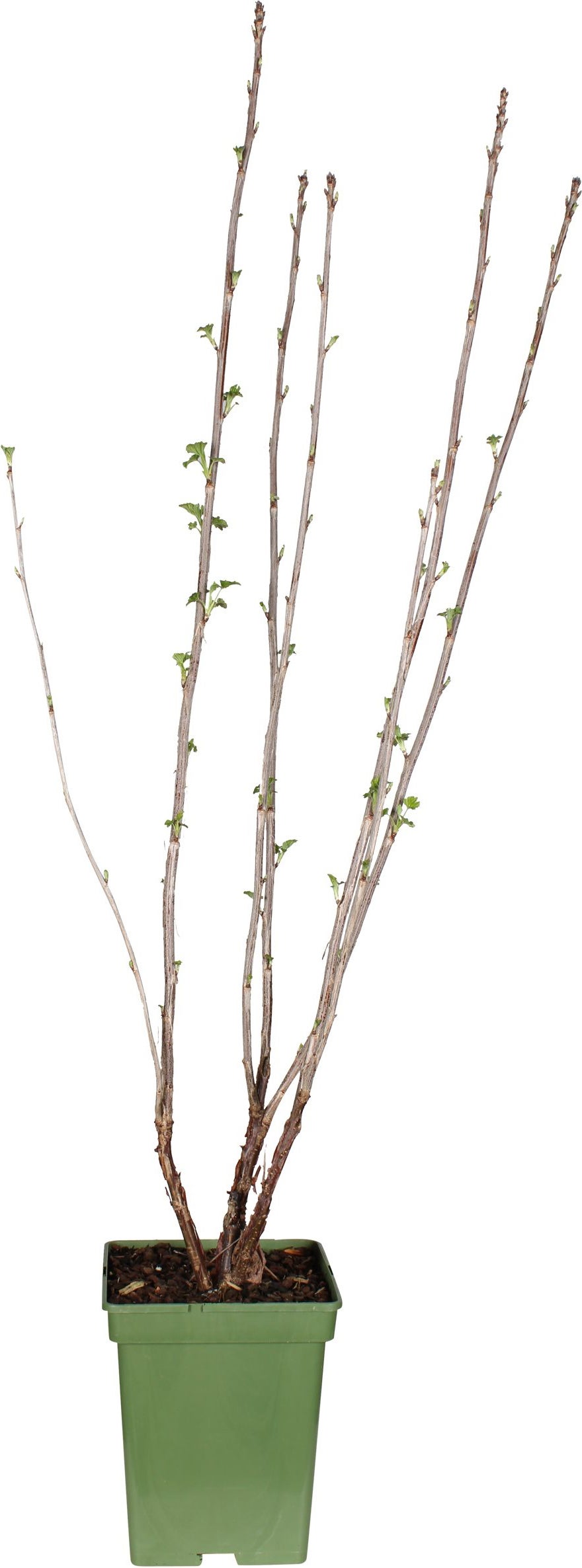Intratuin biologische Rode bes (Ribes rubrum 'Jonkheer van Tets') D 23 H 100 cm