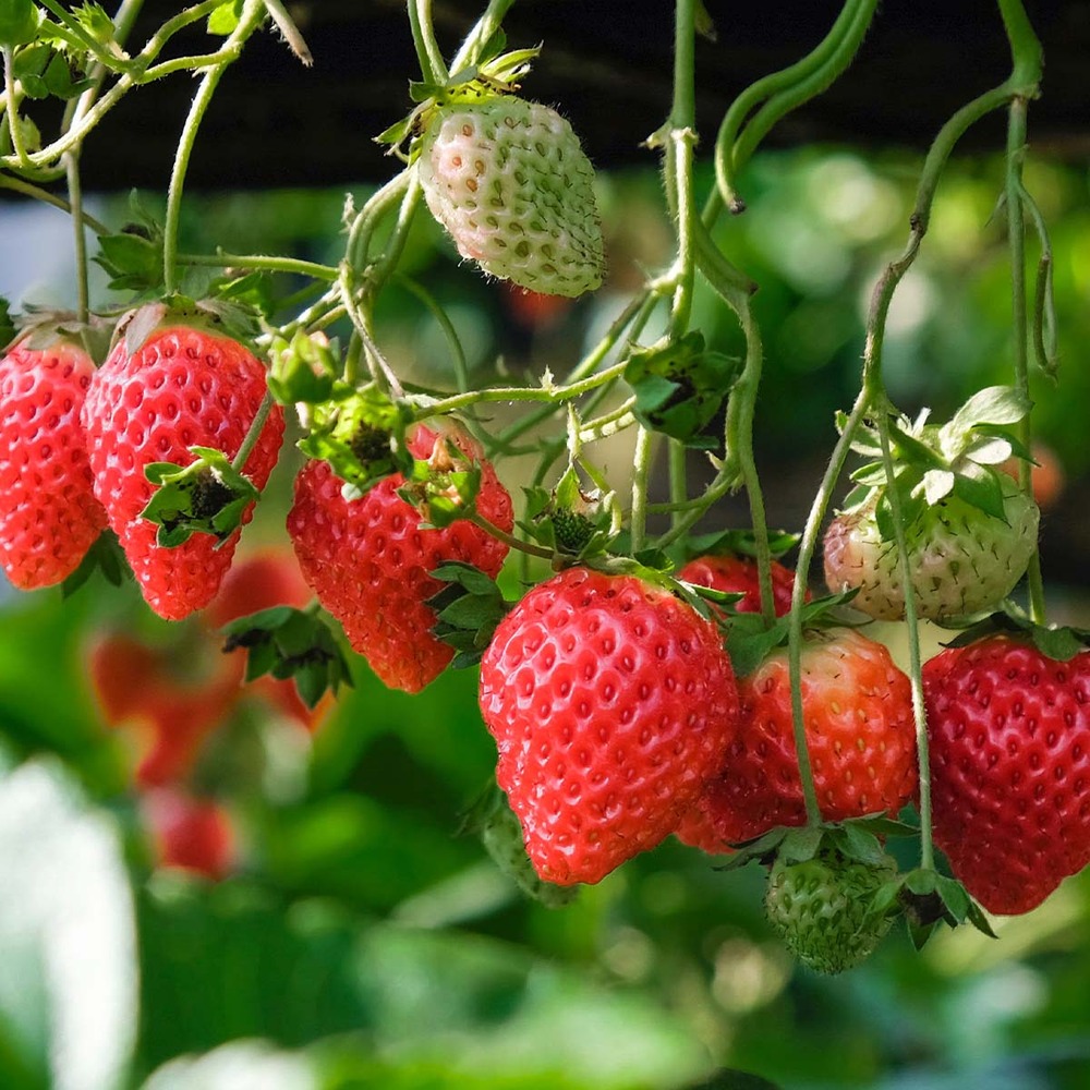 Fragaria x ananassa 'delizzimo' – fraisier –arbuste fruitier– entretien facile - ⌀13 cm - ↕40-50 cm