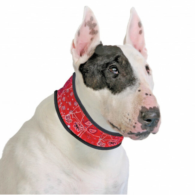 Collier rafraîchissant Aqua Coolkeeper pour chien