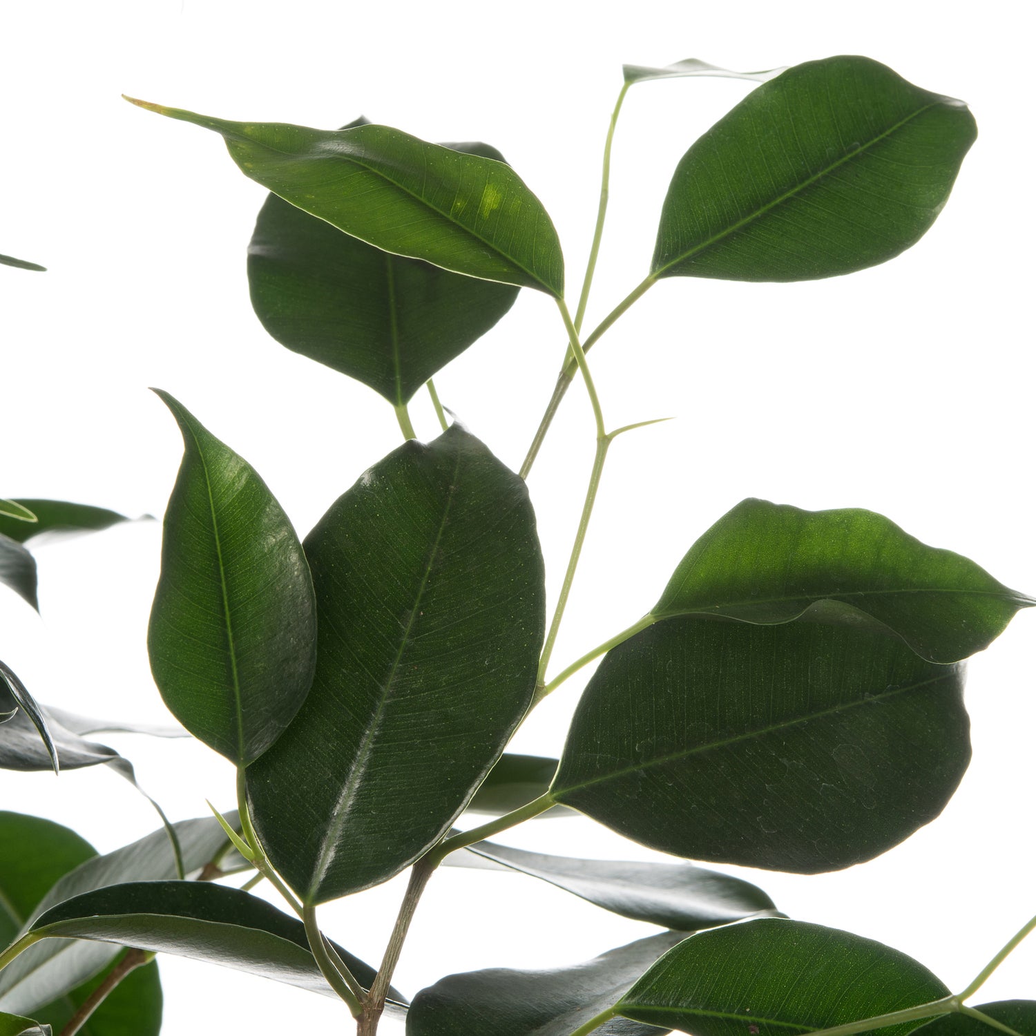 Treurvijg (Ficus benjamina 'Danielle') D 17 H 70 cm