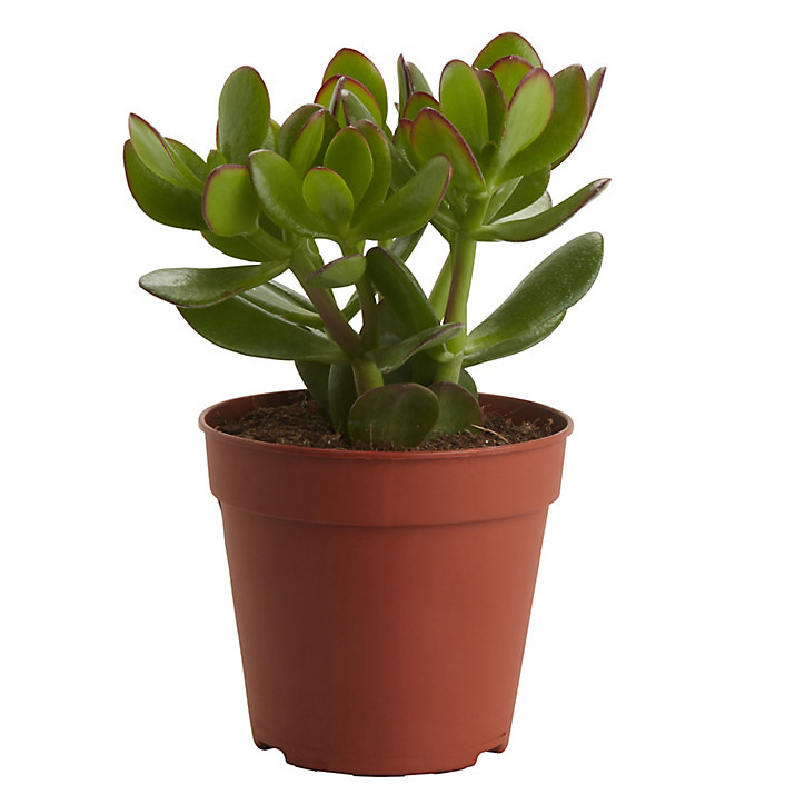 Succulente Arbre de Jade Crassula ovata 12cm