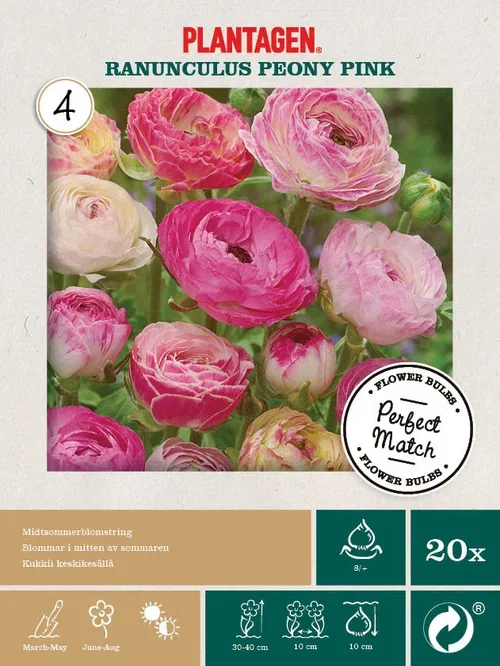 Plantagen Ranunkel miks ‘Peony Pink’ 20 pk