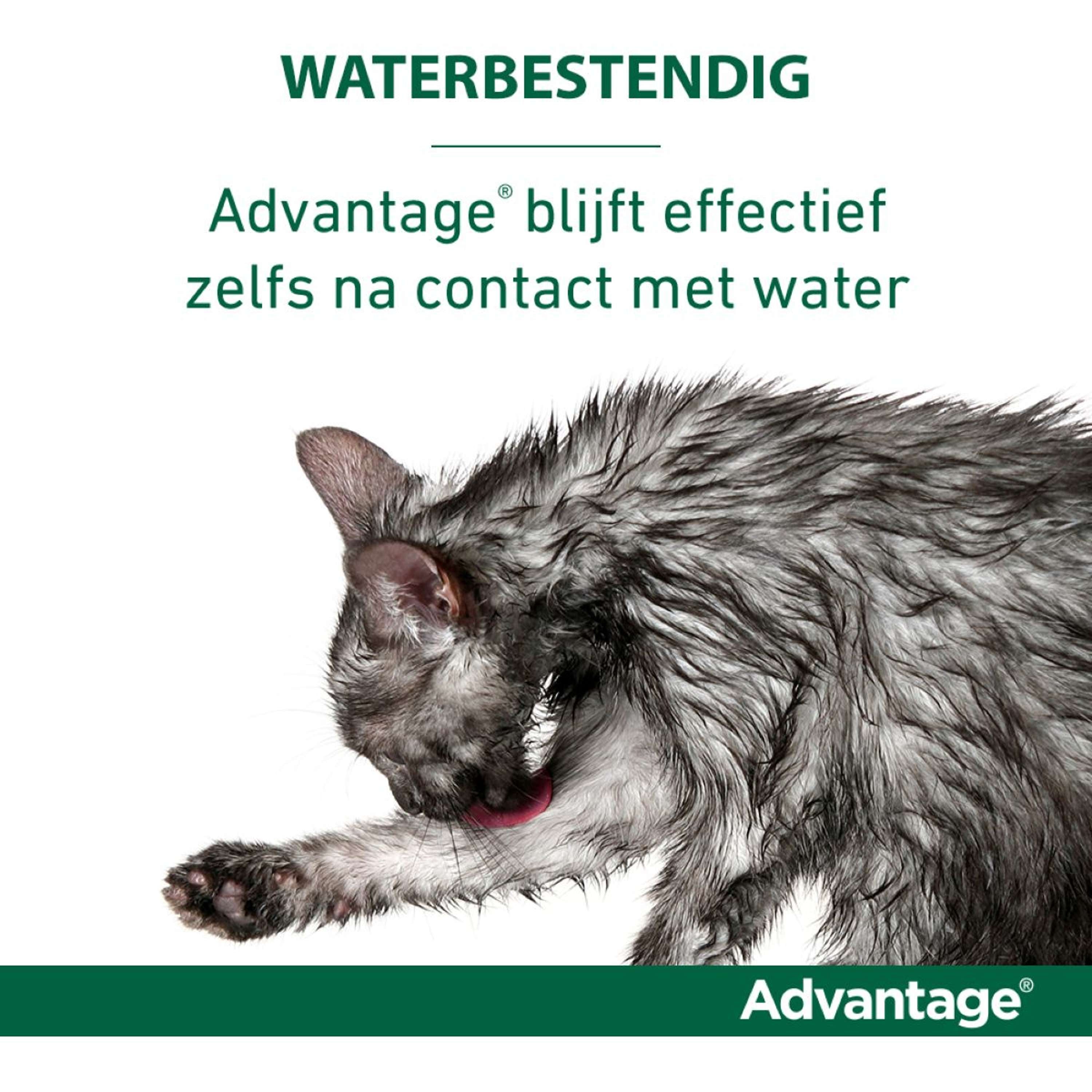 Advantage 80 Spot-On Kat 4-8kg