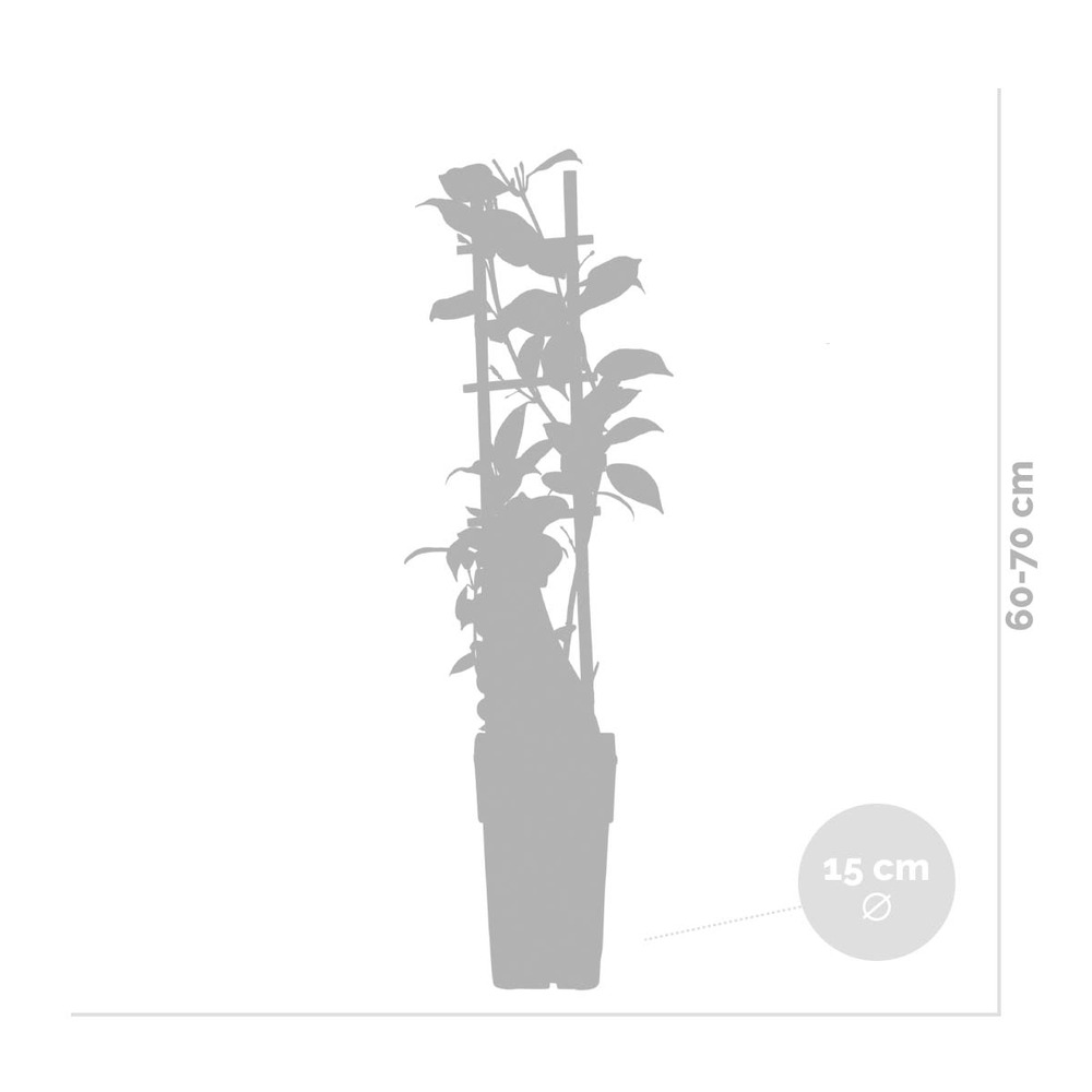 Glycine 'alba' - glycine - blanche - plante grimpante - peu d'entretien – ⌀15 cm - ↕60-70 cm