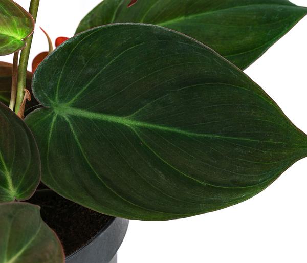Baumfreund-Set - Philodendron, 3-teilig