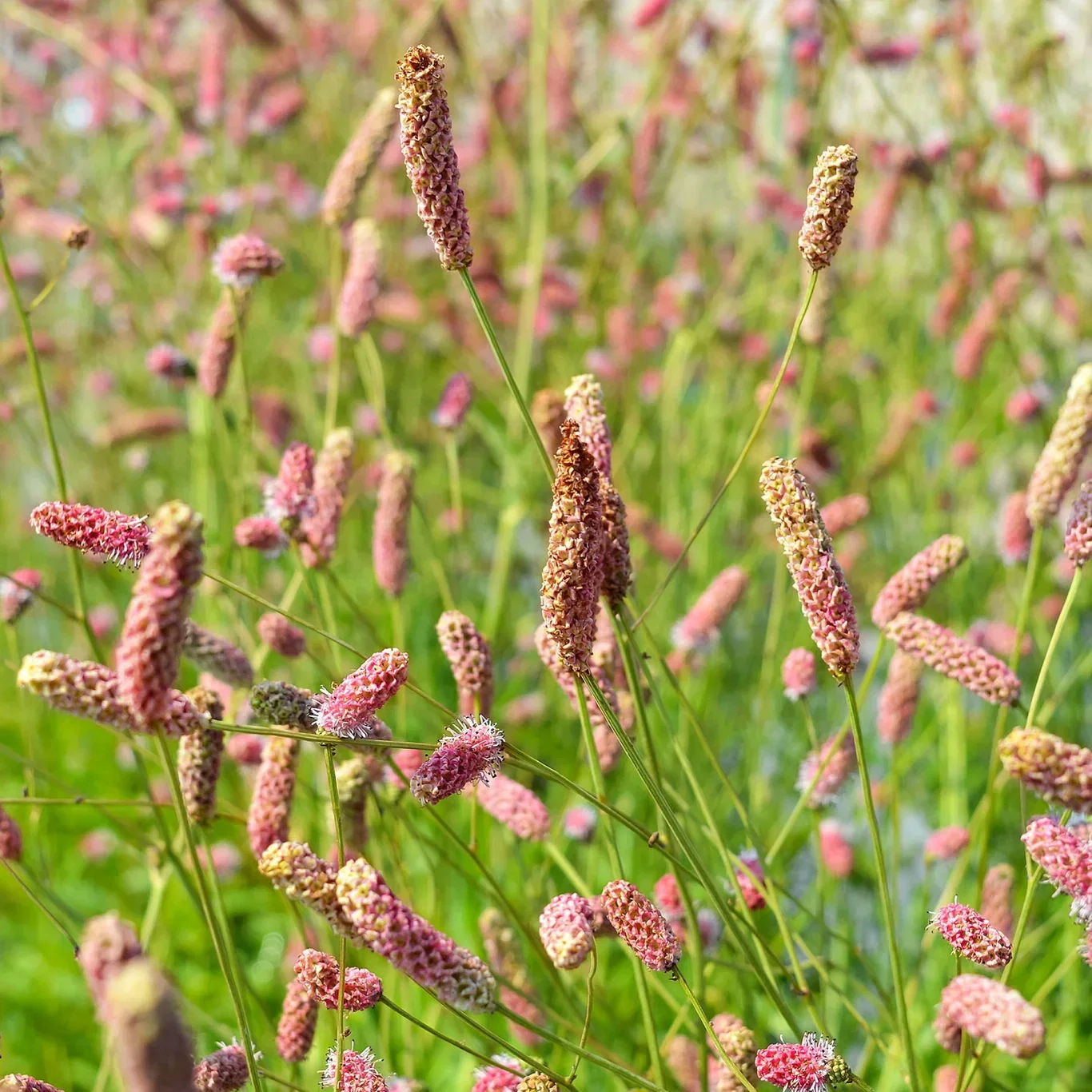 Sanguisorba off. 'Pink Tanna' Legeblodtopp 'Pink Tanna' Ø11 cm