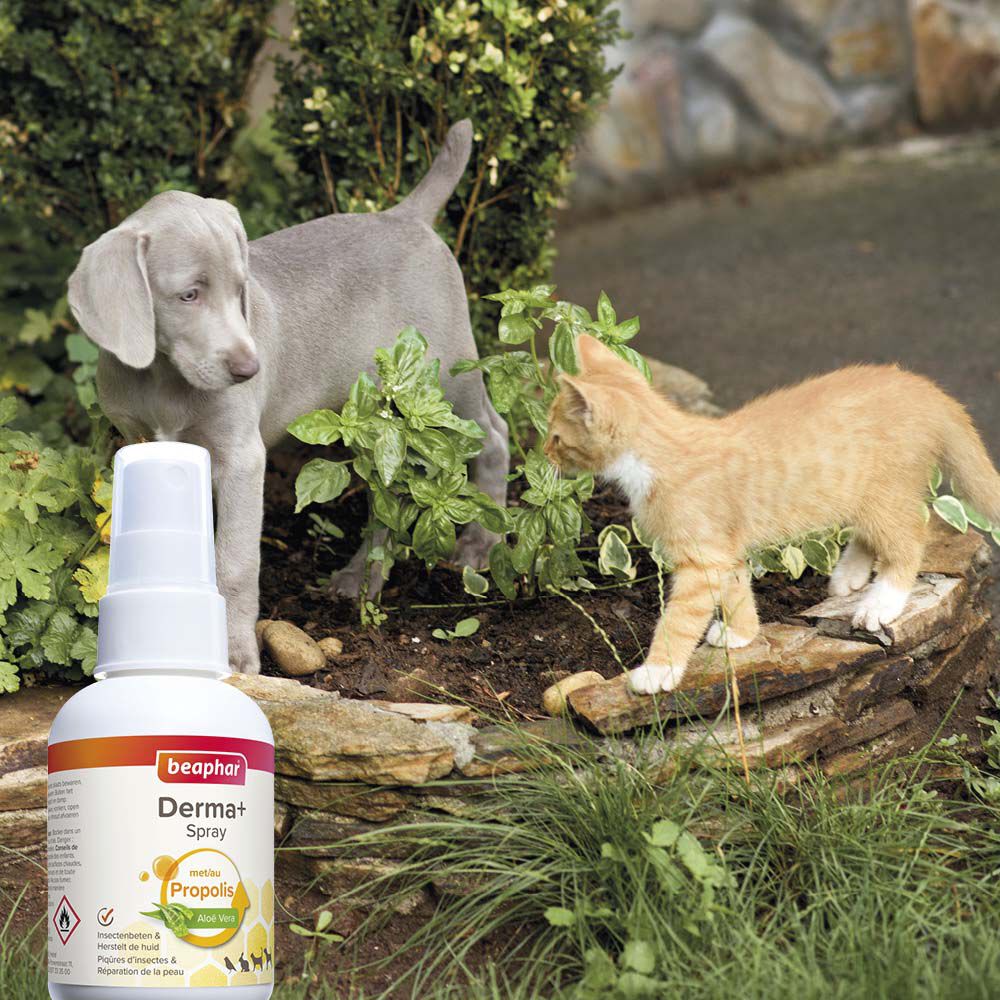 Beaphar Derma  spray - Wondverzorging Hond - 75 Milliliter