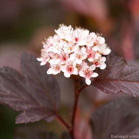 Physocarpus 'Diable d'Or'® : pot 5L