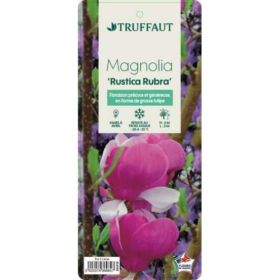 Magnolia soulangeana Rustica : conteneur rond carré de 5 L