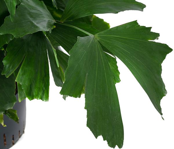 Fischschwanzpalme - Caryota mitis, Hydrokultur
