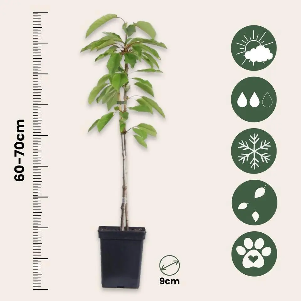 Mix fruitzuilen met plantenvoeding - Set van 4 - Hoogte 60-70cm - ⌀9cm