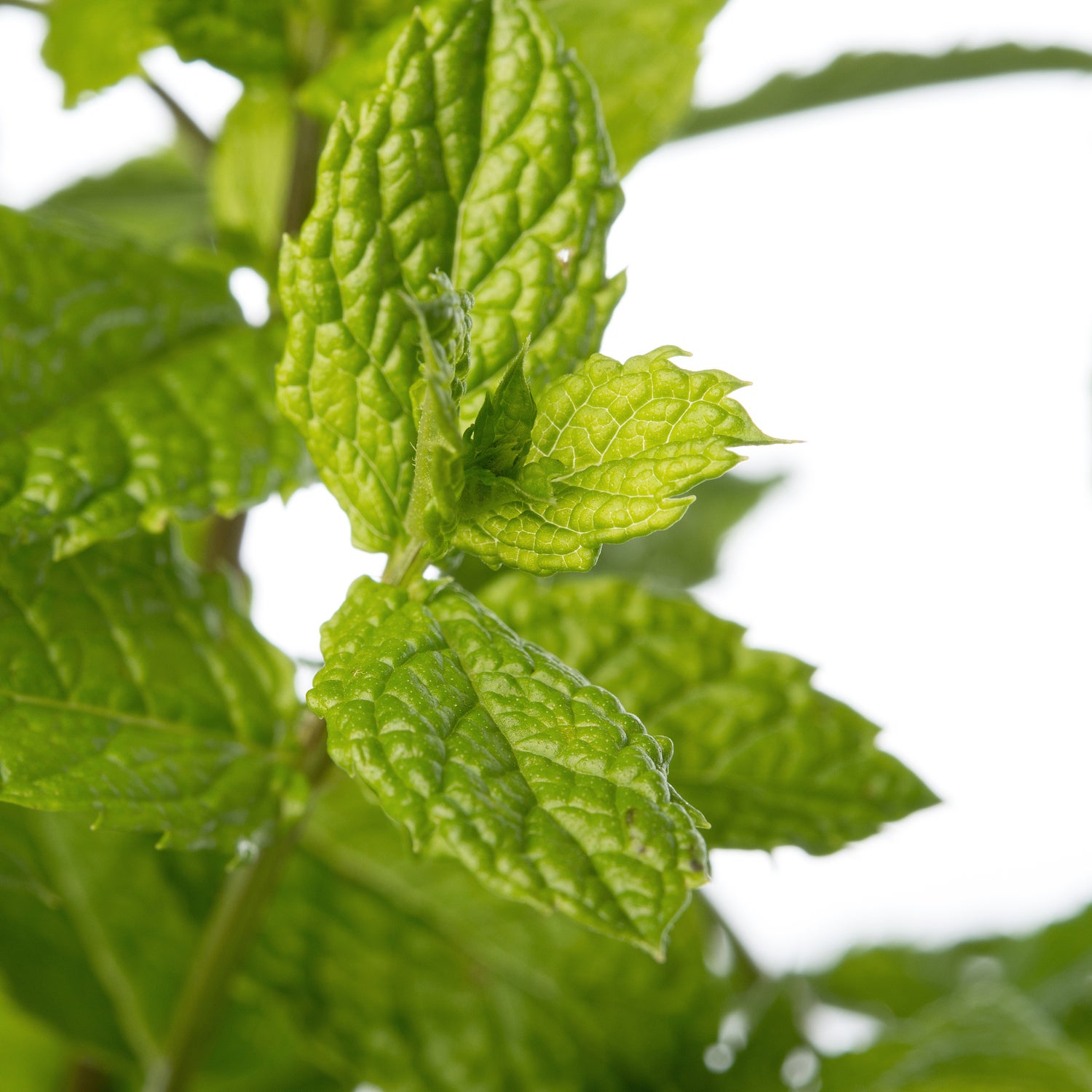 Marocaanse Munt (Mentha spicata 'Maroccan') D 11 H 10 cm