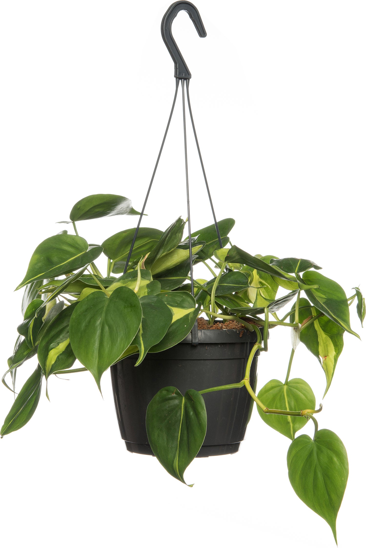 Philodendron in hangpot (Philodendron scandens 'Brasil') D 15 H 40 cm