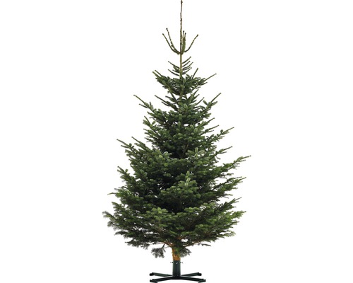 Nordmann spar XXL 350-400 cm, gekapte kerstboom uit duurzame teelt