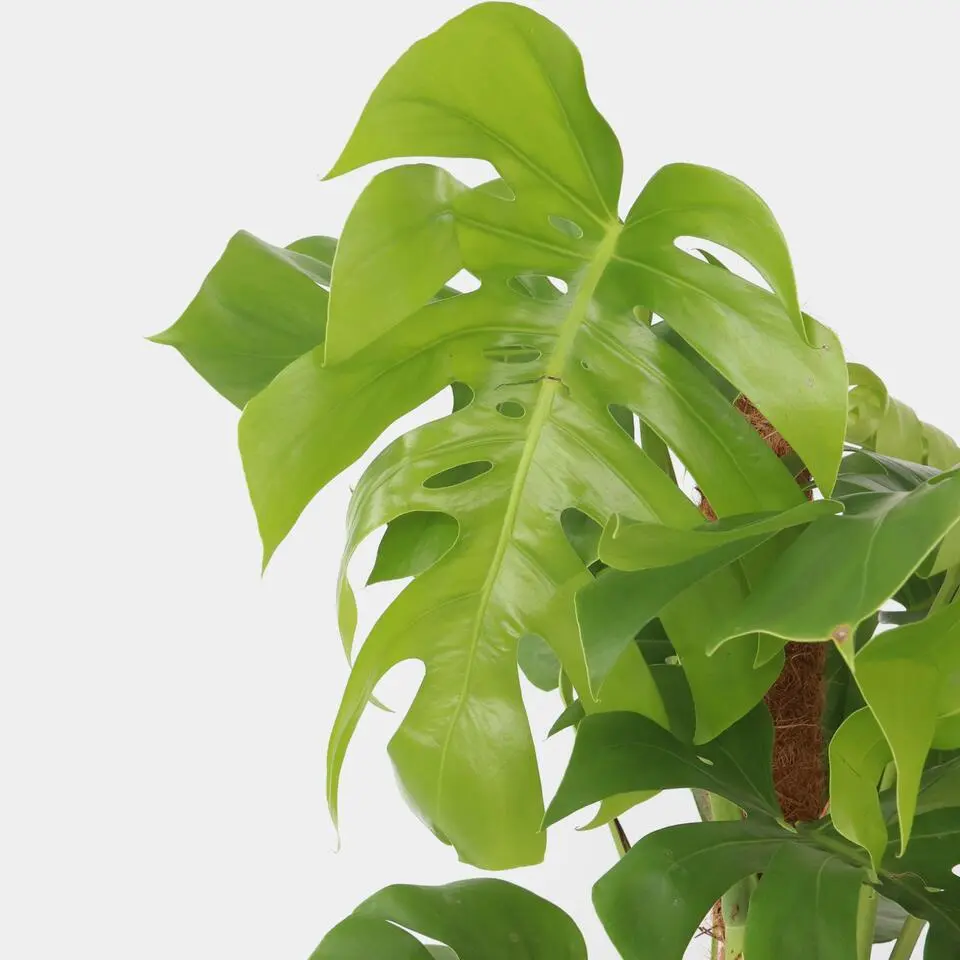 Gatenplant - Monstera deliciosa - Hoogte 120-130cm - ⌀24cm