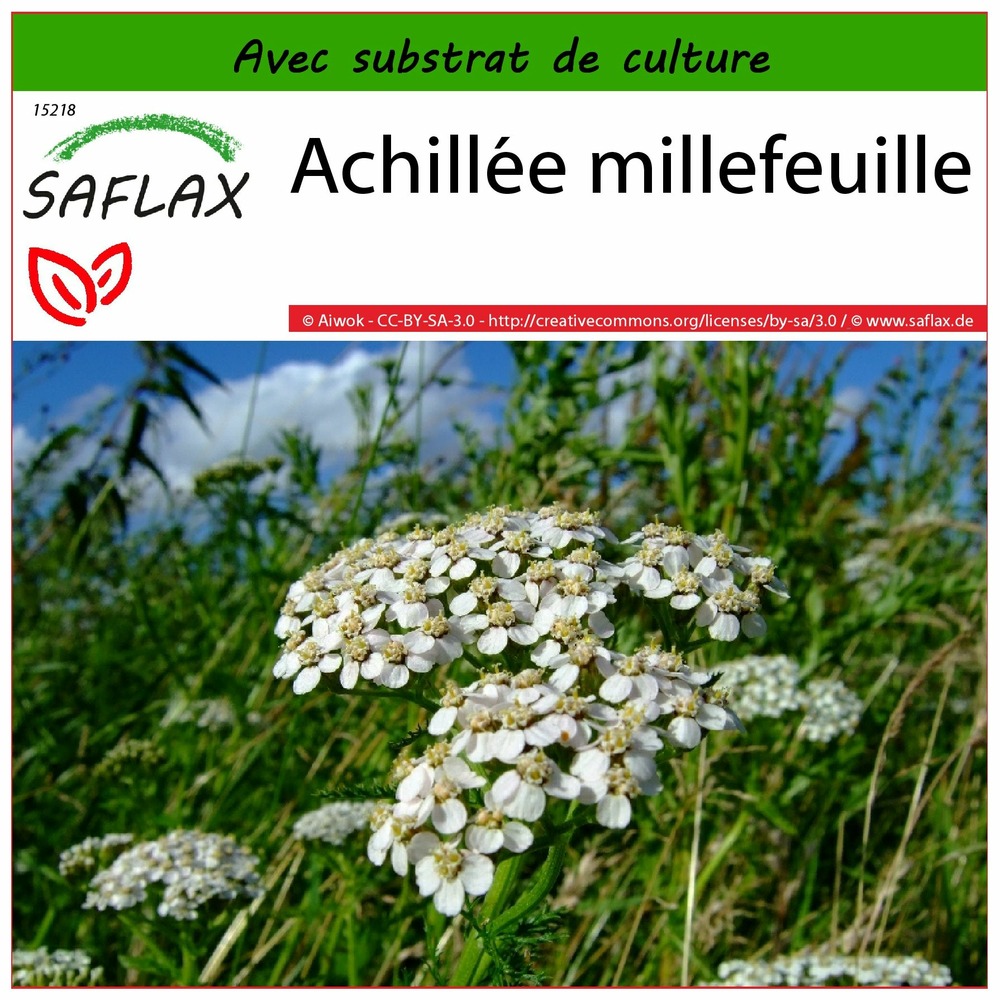 Achillée millefeuille - 200 graines - avec substrat - achillea millefolium
