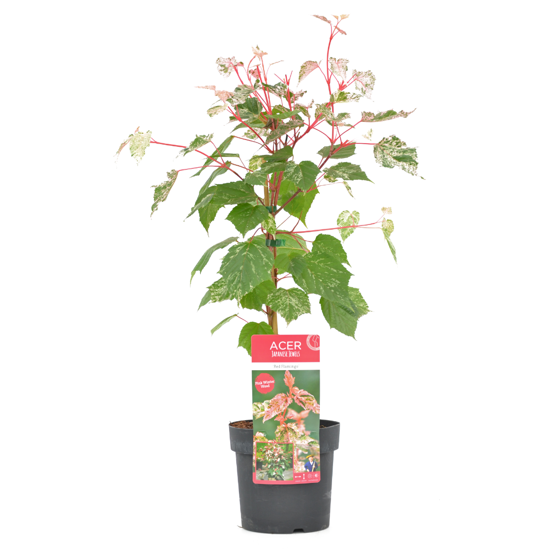 Acer conspicuum 'red flamingo' - erable japonais - pot 19cm - hauteur 50-60cm