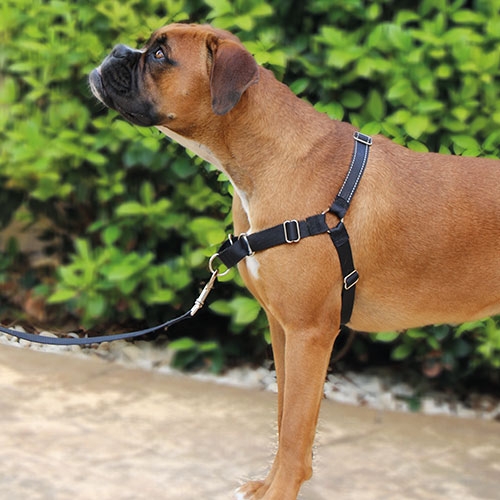 Conjunto de coleira e guia anti-puxão Ibañez, preta, para cães.