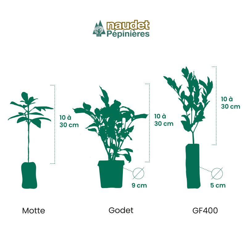 Aronie arbutifolia 