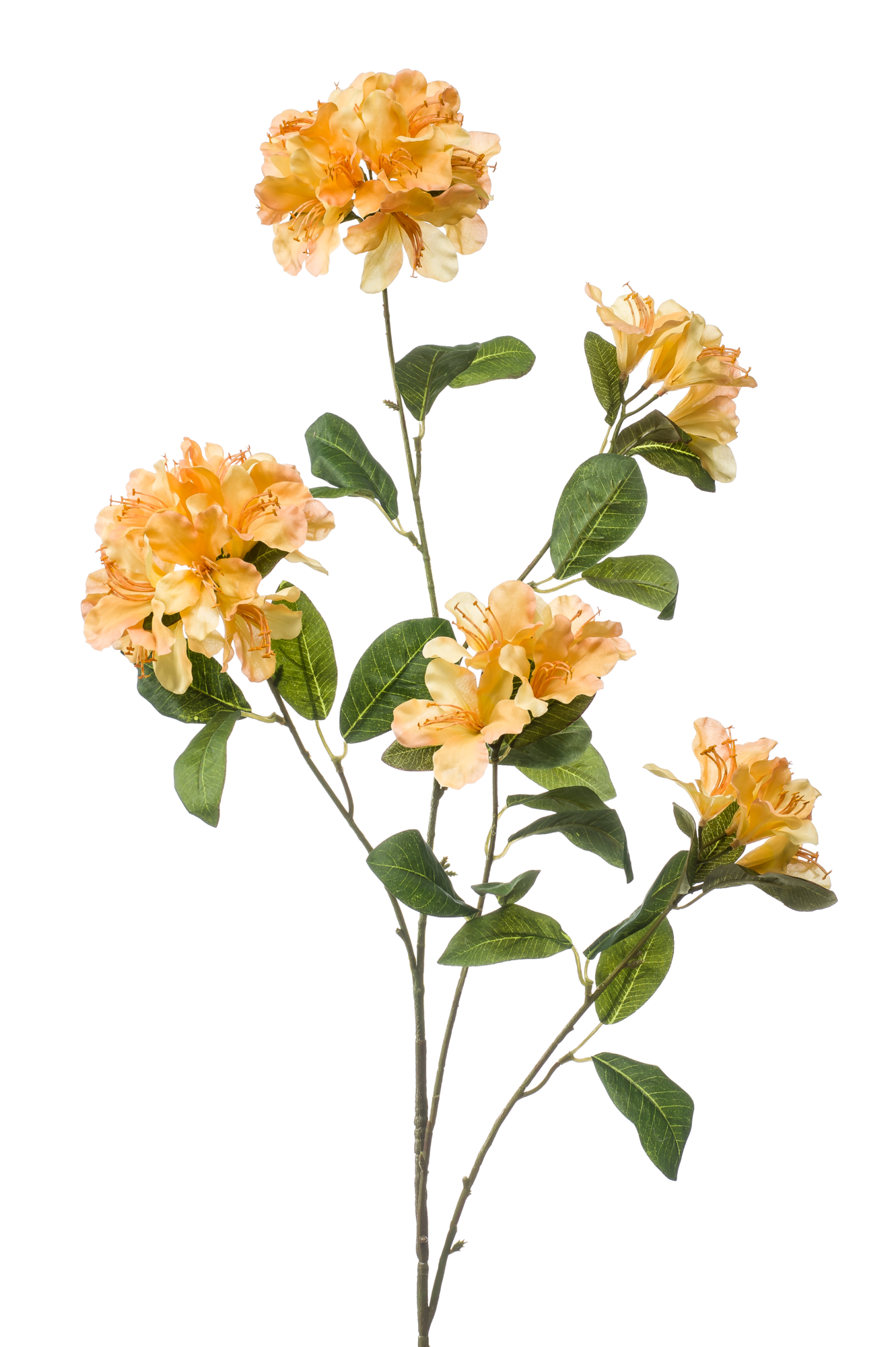Rhododendron