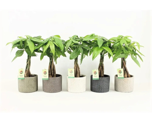 Money Chestnut FloraSelf Pachira H ca. 40 cm Ø 14 cm pot incl. keramische plantenbak Classic Stone