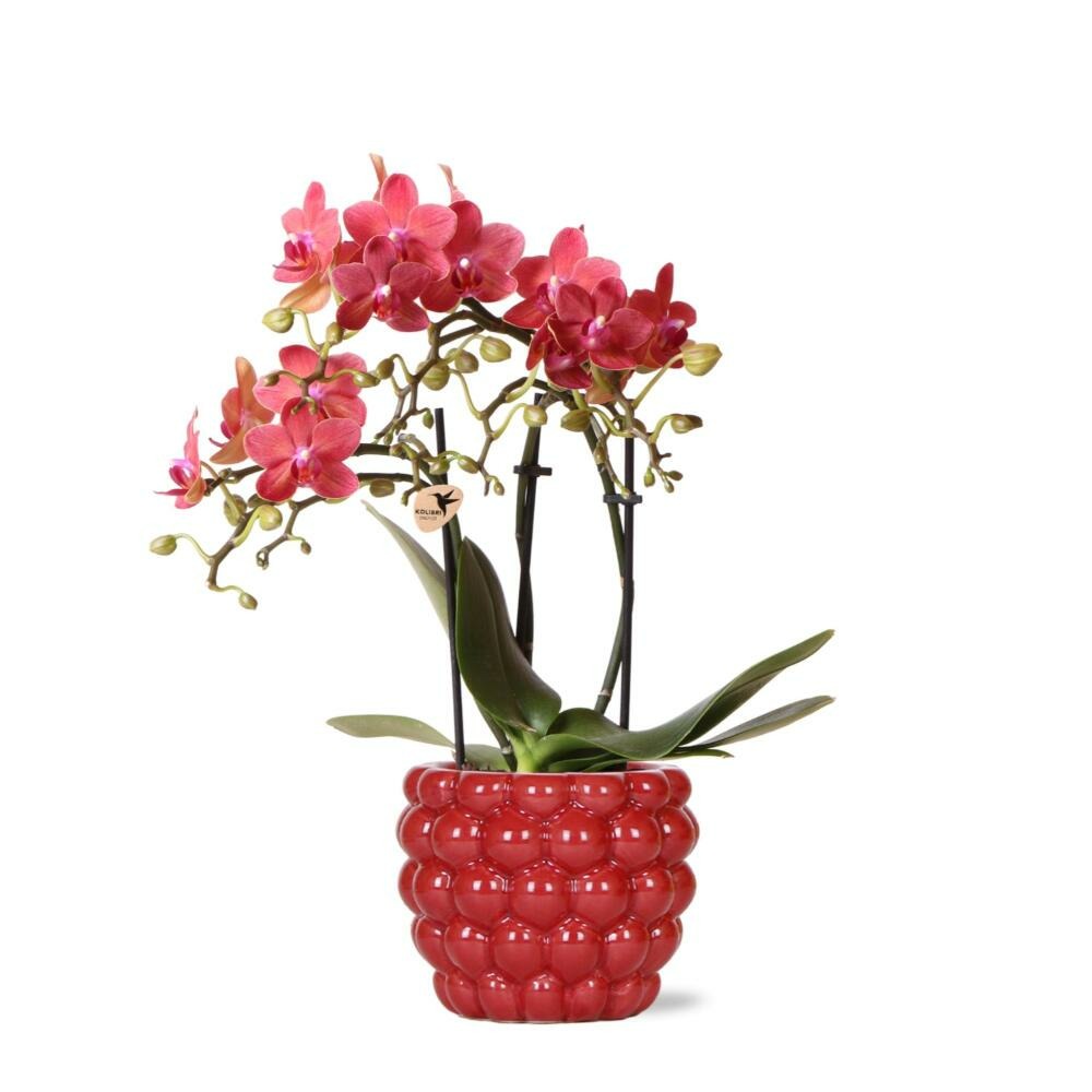 Kolibri orchids - orchidée phalaenopsis rouge - congo + pot décoratif à baies - taille de pot 9cm - hauteur 40cm