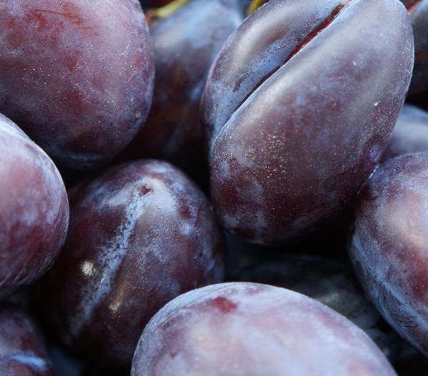 Zwetschge 'Haroma'