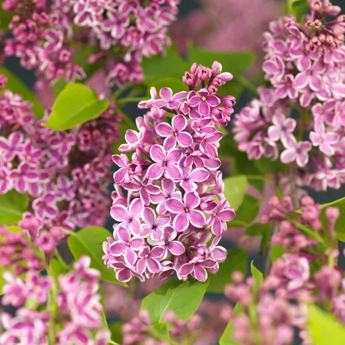 Syringa vulgaris 'Sensation' Duftsyrin 'Sensation' Ø22 cm