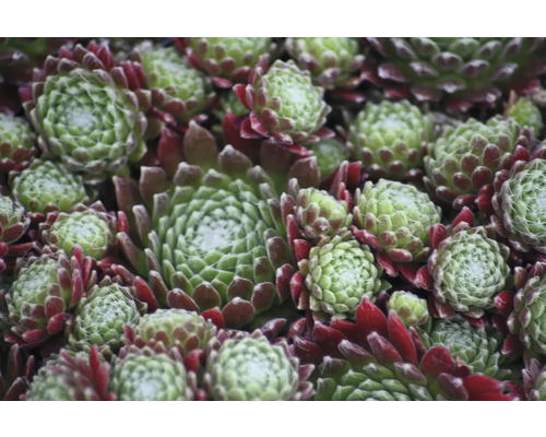 Sempervivum Mix FloraSelf Houseleek Ø 7 cm Pot 6 stuks