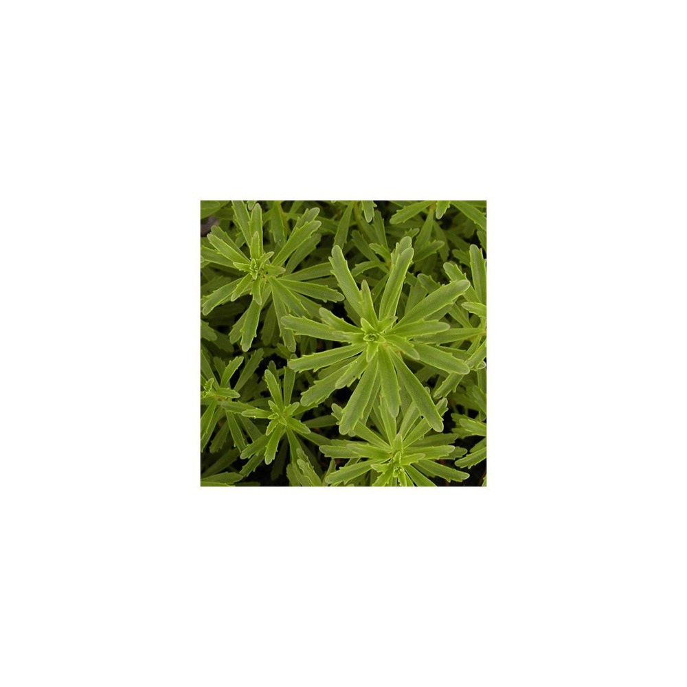 Orpin kamtschaticum var. Middendorffianum/sedum kamtschaticum var. Middendorffianum[-]godet
