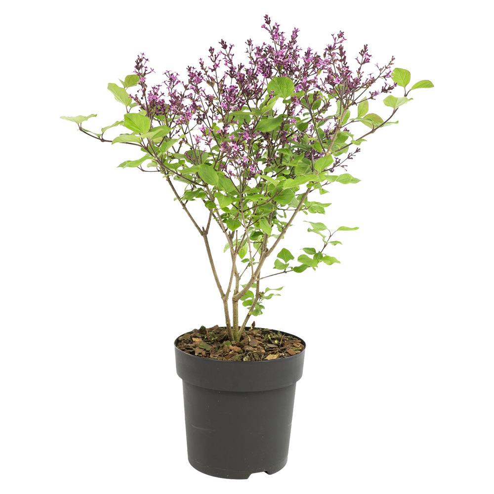 Syringa 'bloomerang dark purple' - lilas - arbuste - rustique – ⌀13 cm - ↕15-20 cm