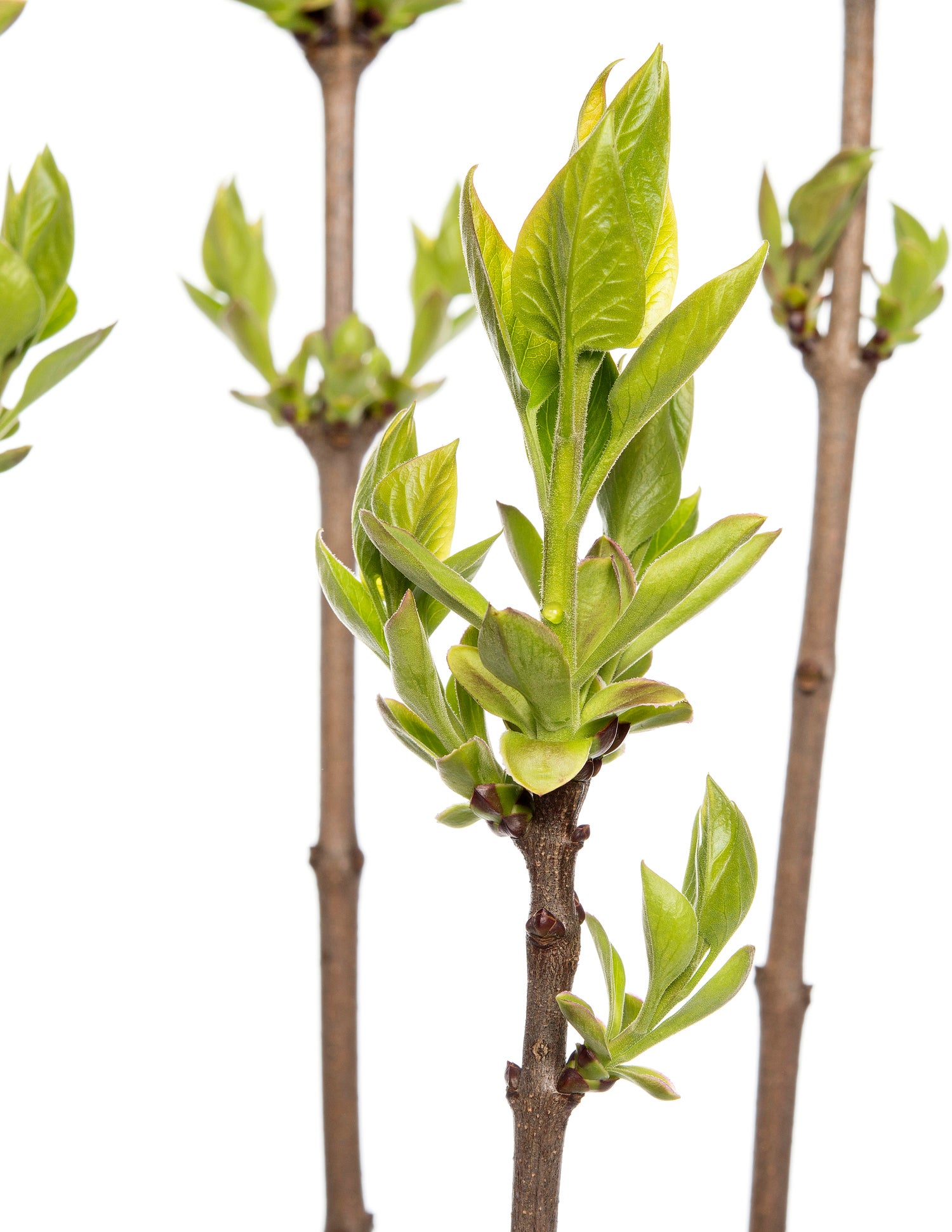 Sering (Syringa vulgaris 'Andenken an Ludwig Späth') D 23 H 30 cm